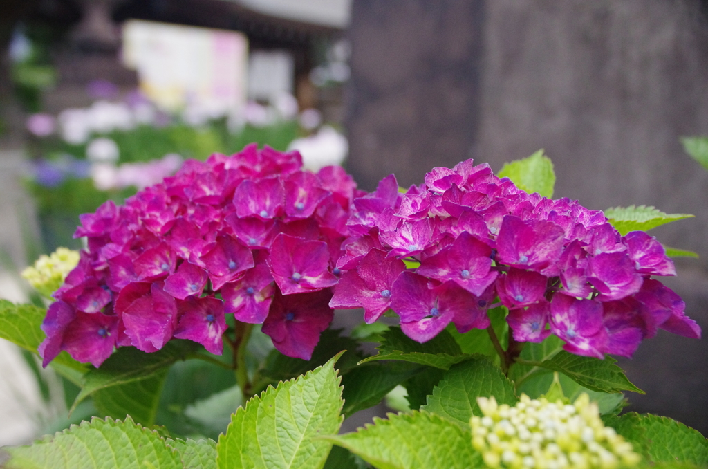 濃いピンクの紫陽花二輪