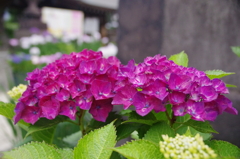 濃いピンクの紫陽花二輪