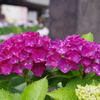濃いピンクの紫陽花二輪