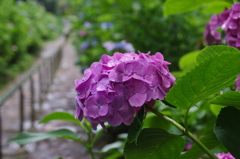 太平山の紫陽花(10)