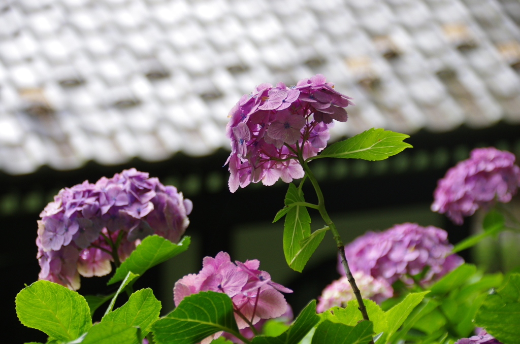 長谷寺経蔵と紫陽花(2)