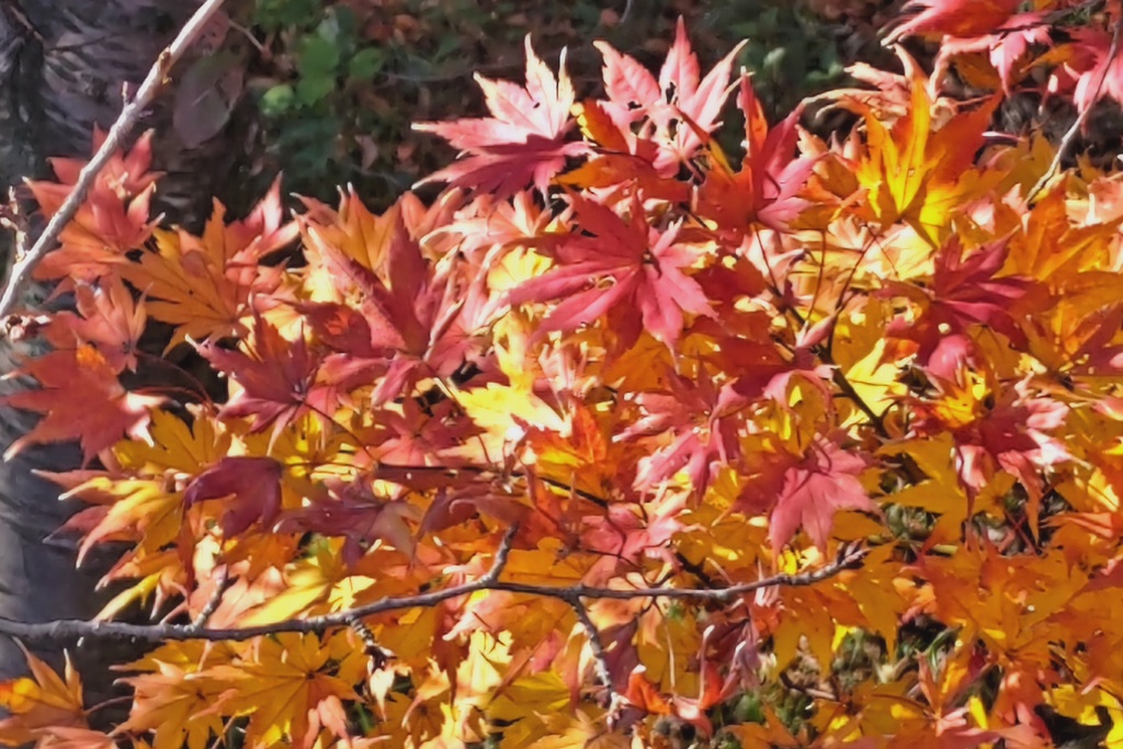 昼休みに紅葉狩り(２)