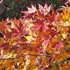 昼休みに紅葉狩り(２)