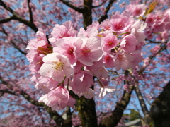 安行寒桜(3)