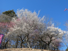 宝登山梅園の梅(1)