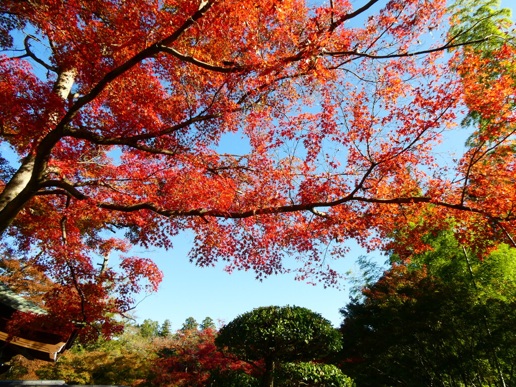 空に広がる紅葉