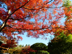 空に広がる紅葉
