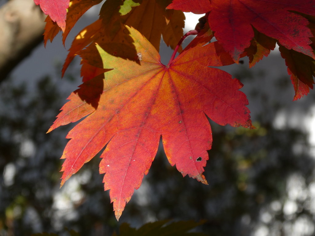 観音寺の紅葉