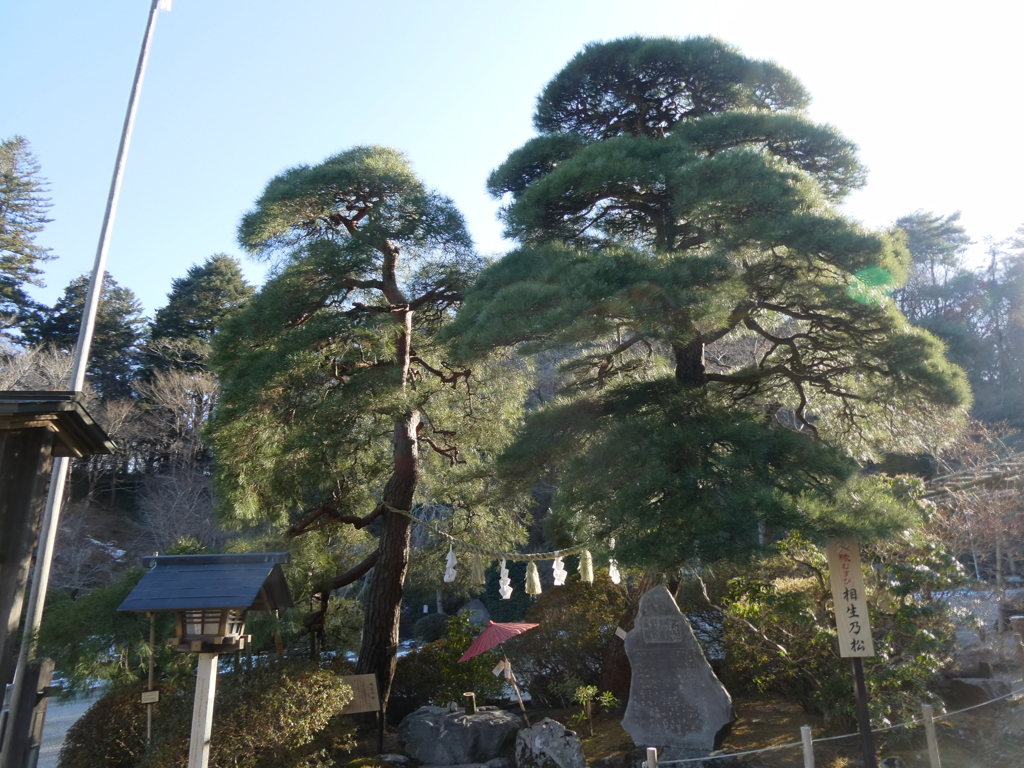 相生の松