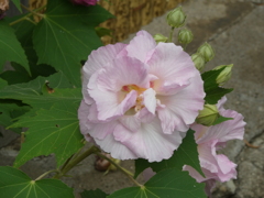 延命院の芙蓉の花（２）