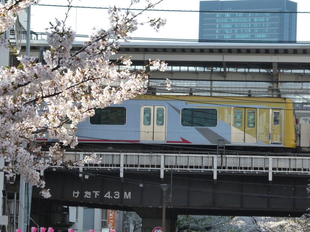 桜と東急ヒカリエ号(２)