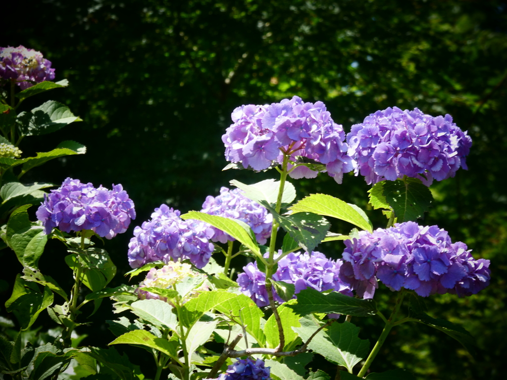 紫の紫陽花たちin金泉寺