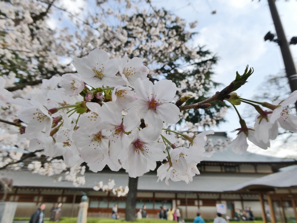 令和７年 靖国神社の桜(１２)