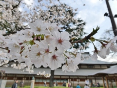 令和７年 靖国神社の桜(１２)