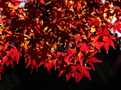 紅蓮の紅葉