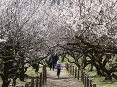 梅のトンネル(1)