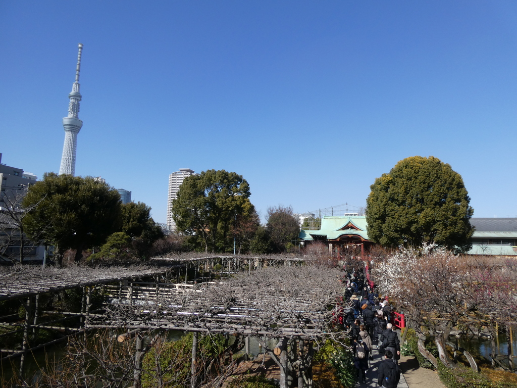 早春の亀戸天神とスカイツリー