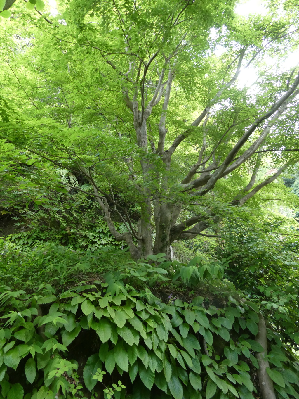 岩から生えたモミジ