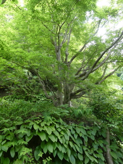 岩から生えたモミジ