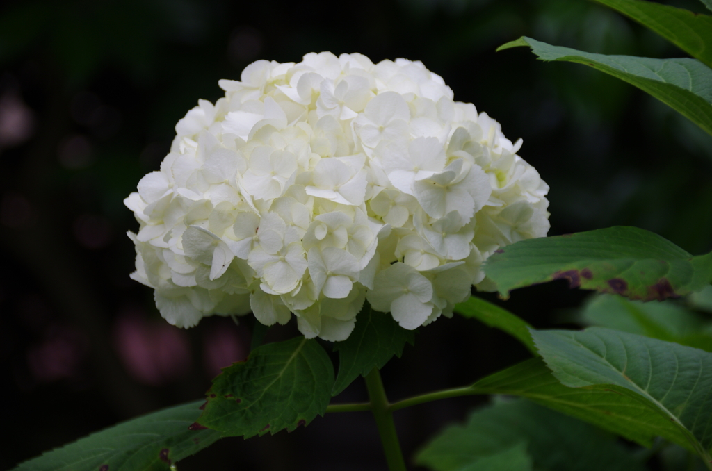 極楽寺の白紫陽花