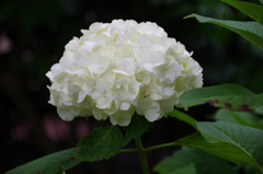 極楽寺の白紫陽花