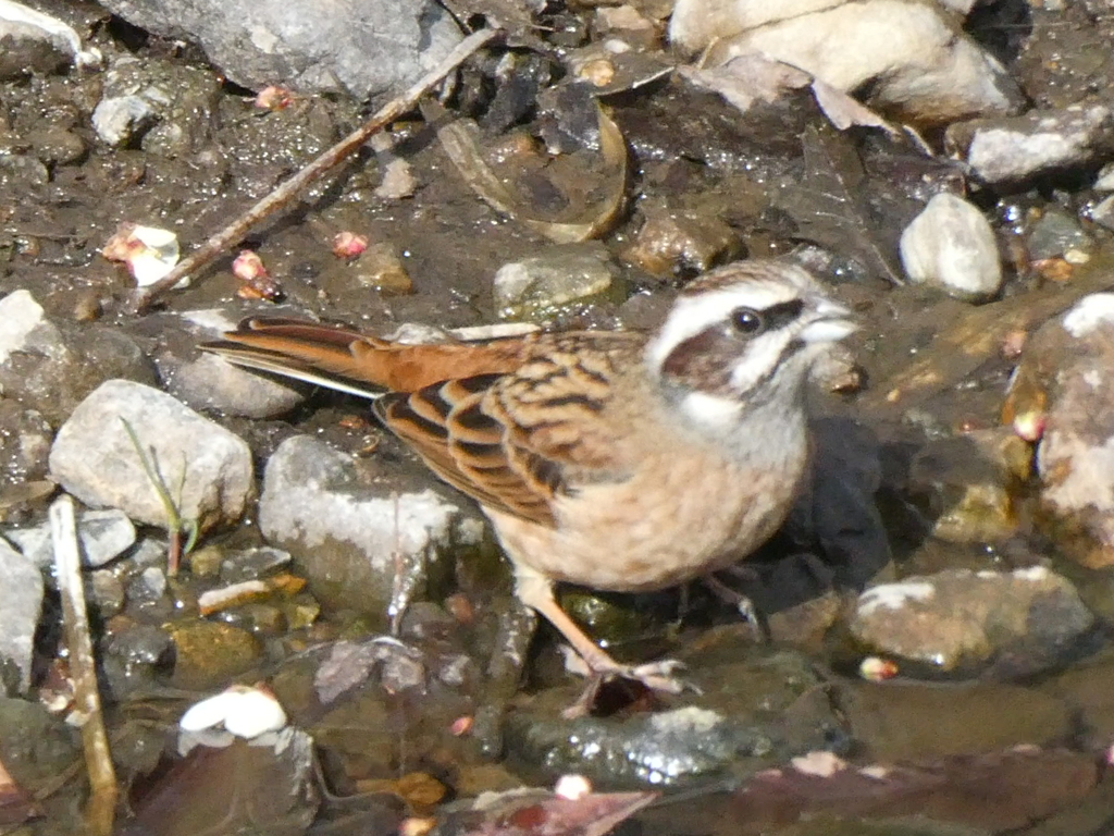 川辺のホオジロ