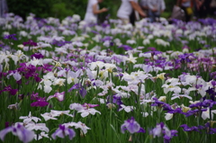 智光山公園の花菖蒲(4)