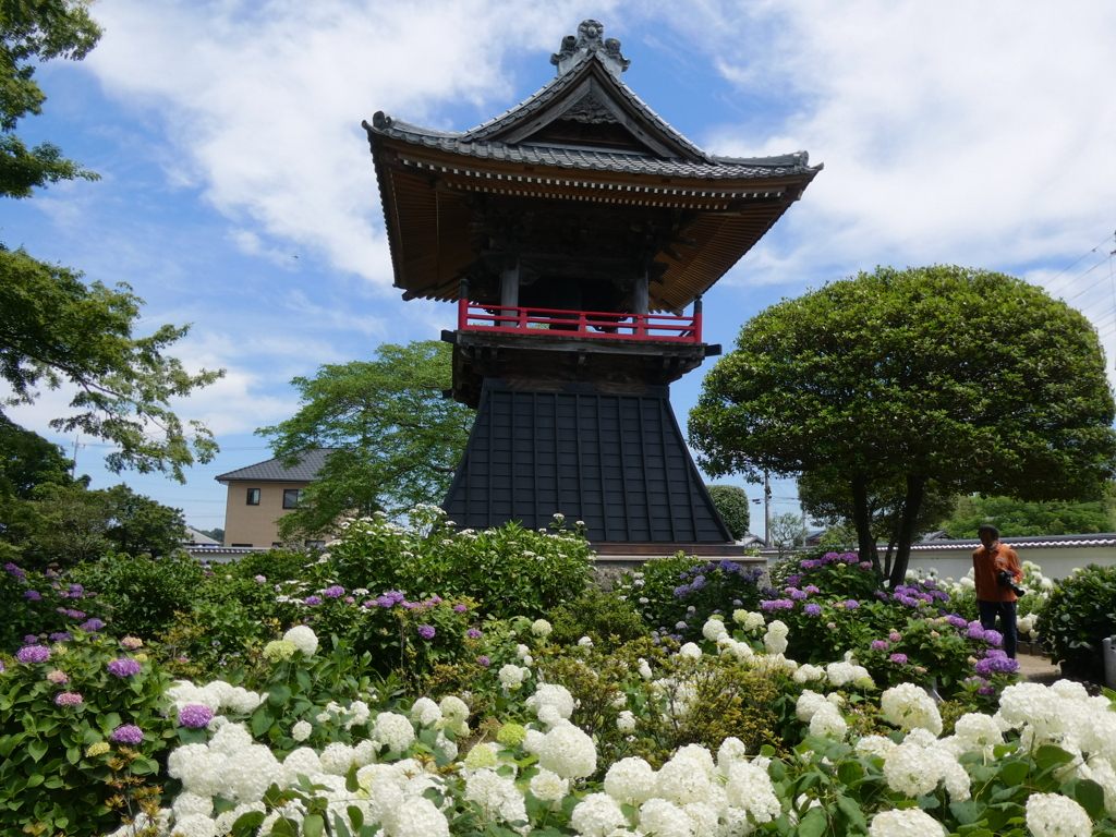 能護寺鐘楼堂と紫陽花