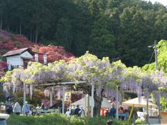 五大尊つつじ公園の藤