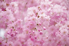 清雲寺の八重枝垂桜