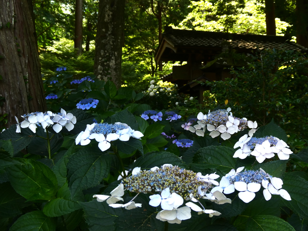浄智寺山門の紫陽花