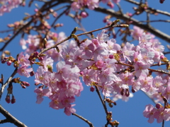 岩槻・愛宕神社の河津桜(2)