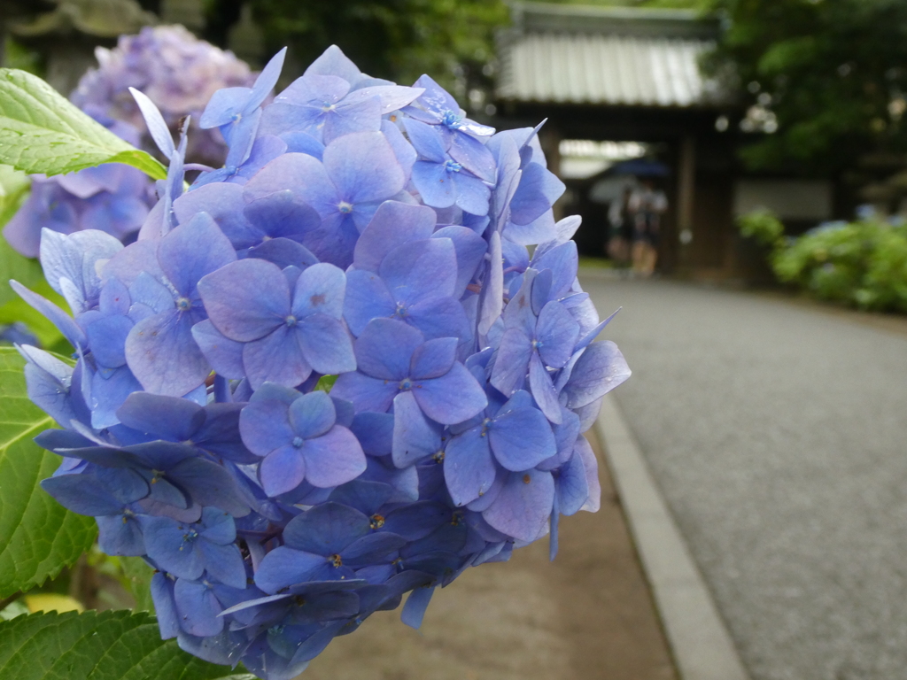 妙法寺裏門と紫陽花(1)