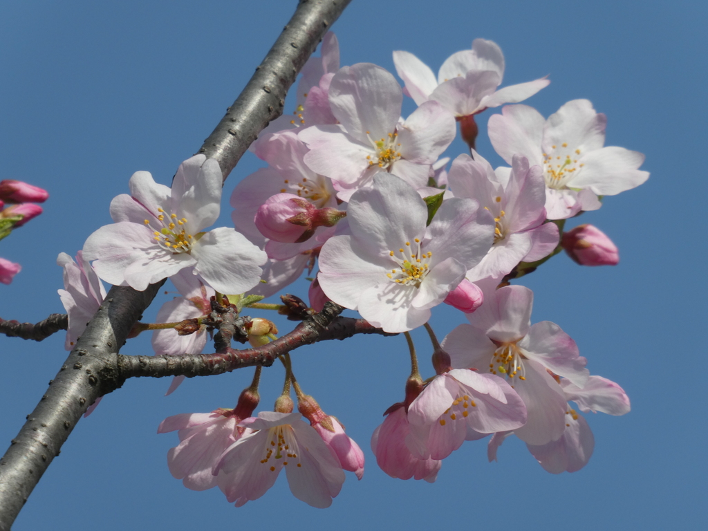 千鳥ヶ淵付近で咲いていた桜(品種不明)