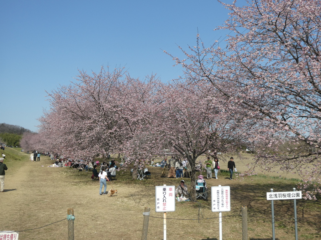 北浅羽の安行寒桜(起点)