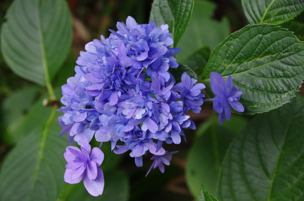 長谷寺の紫陽花(2)