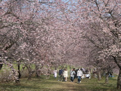 桜色の世界