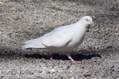 白い鳩