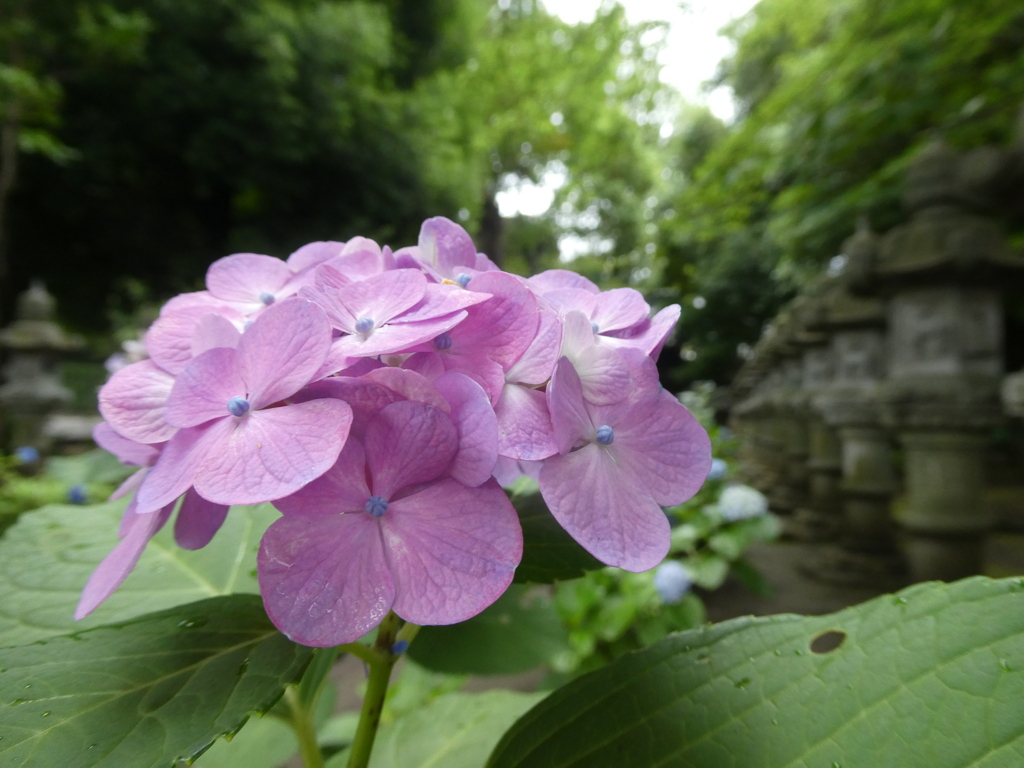灯篭と紫陽花(2)