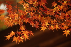 秩父御嶽神社の紅葉(５)