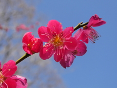 六枚花弁の紅梅