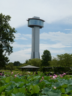 蓮池と展望タワー