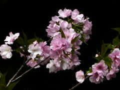 神代曙