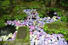花卍池