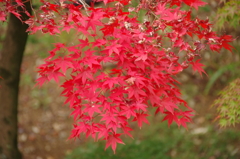 喜多院紅葉山庭園の紅葉