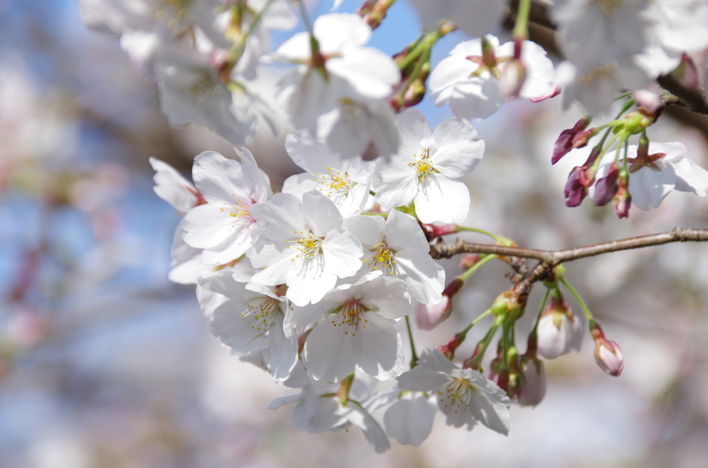 新河岸川の桜(12)