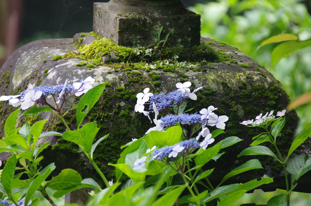 苔むした灯篭と紫陽花