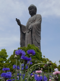 矢車草と牛久大仏