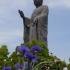 矢車草と牛久大仏