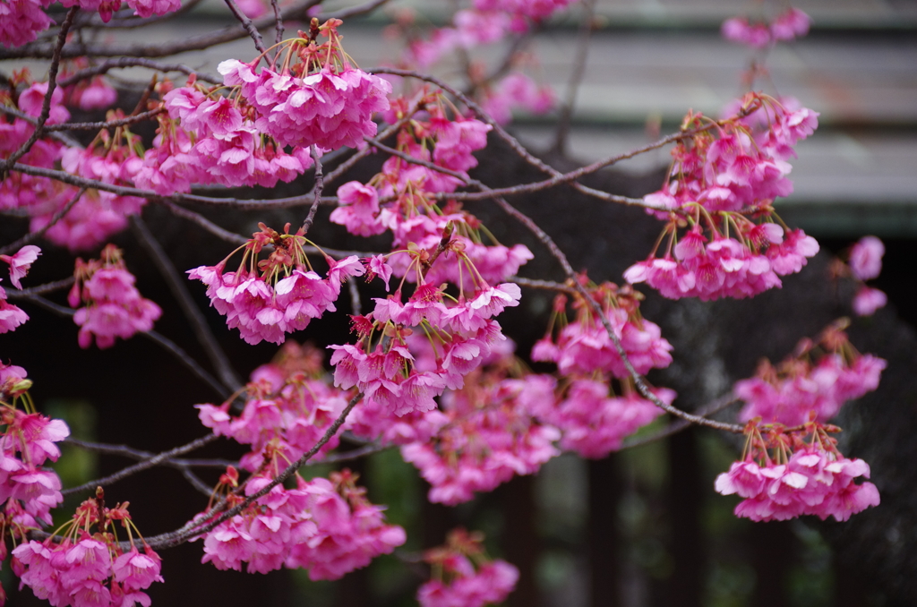 荏原神社の寒緋桜